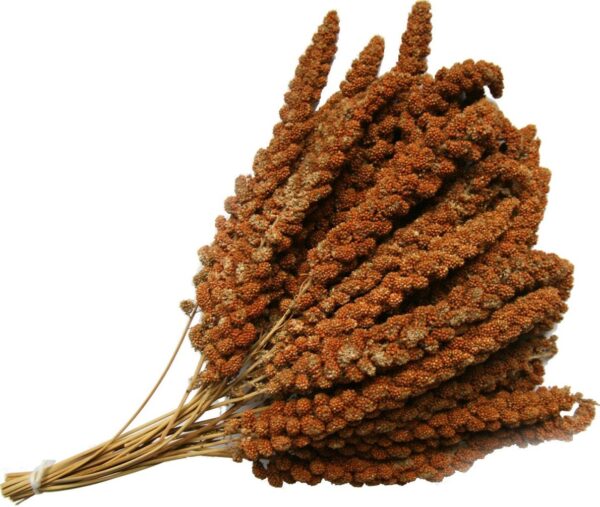 Franse Rode Trosgierst