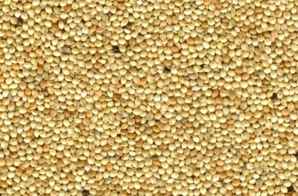Wit Millet